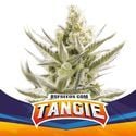 Tangie XXL Auto (BSF Seeds) feminisiert