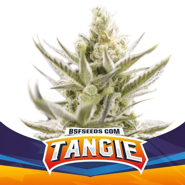 Tangie XXL Auto | BSF Seeds | Cannabis Seeds - Zamnesia