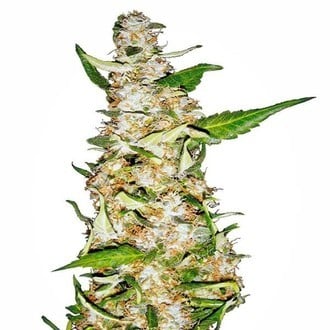 Skunk 1 Automatic (White Label) feminized