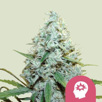 AMG - Amnesia Mac Ganja (Royal Queen Seeds) feminized