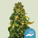 Solomatic CBD (Royal Queen Seeds) feminisiert