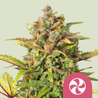 Sweet ZZ (Royal Queen Seeds) feminized