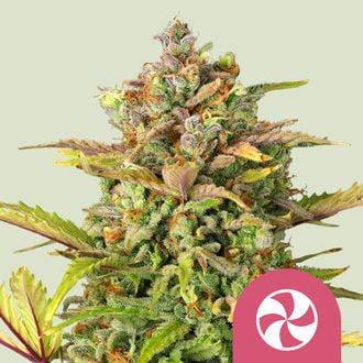 Sweet ZZ (Royal Queen Seeds) feminisiert