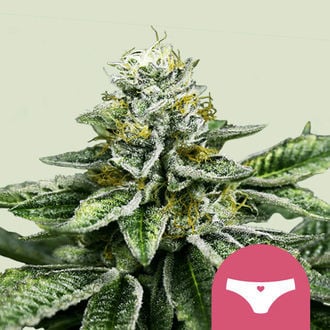 Sherbet Queen (Royal Queen Seeds) feminisiert