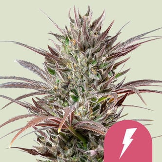 North Thunderfuck (Royal Queen Seeds) feminisiert