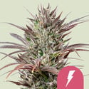 North Thunderfuck (Royal Queen Seeds) feminized