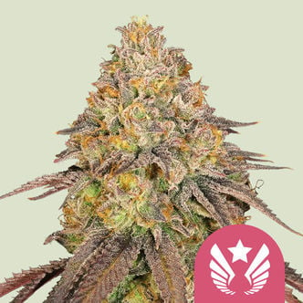 Legendary OG Punch (Royal Queen Seeds) feminized