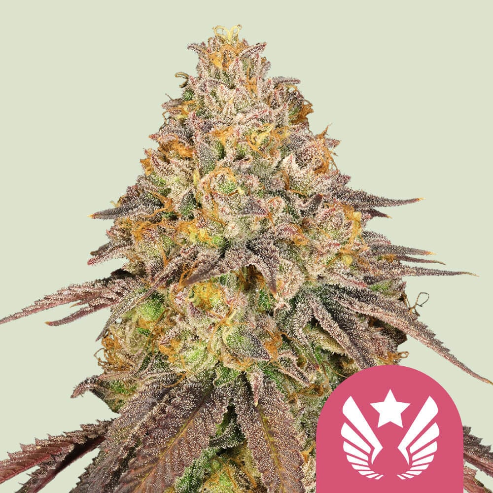 Legendary OG Purple Feminisiert (Royal Queen Seeds)
