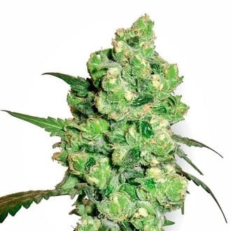 Super Skunk (White Label) feminisiert