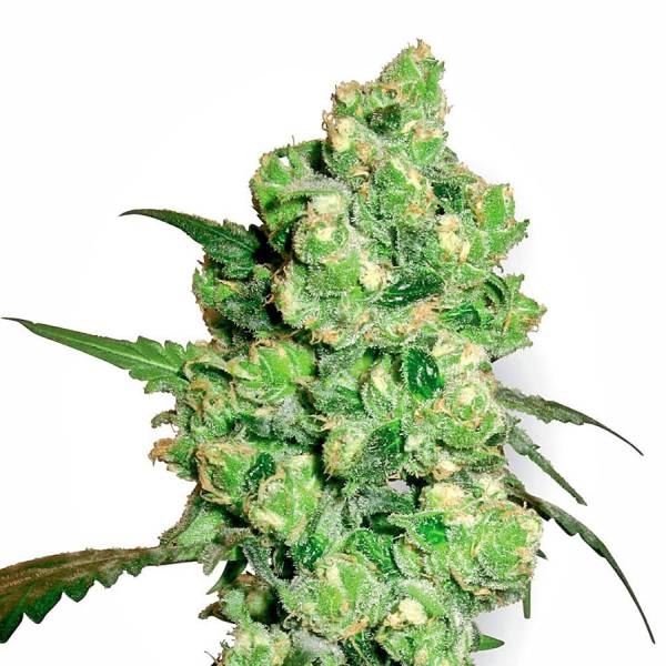 Super Skunk Feminisiert (Sensi Seeds White Label)