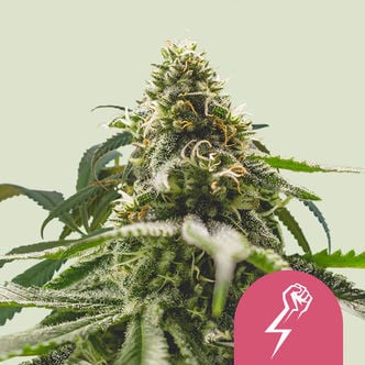 Green Crack Punch (Royal Queen Seeds) feminisiert