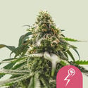 Green Crack Punch (Royal Queen Seeds) feminized