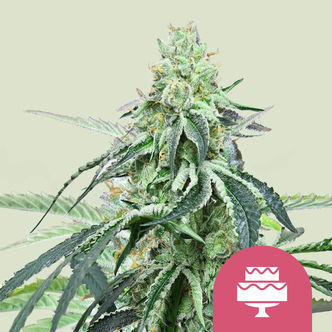 Wedding Gelato (Royal Queen Seeds) feminisiert