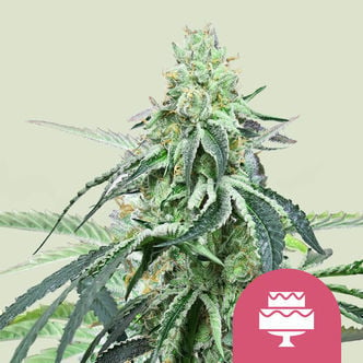 Wedding Gelato (Royal Queen Seeds) feminized