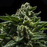 DO-G (Ripper Seeds) feminized
