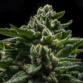 DO-G (Ripper Seeds) feminisiert