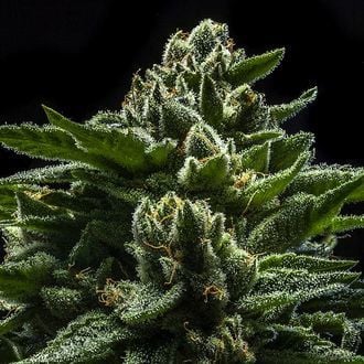 DO-G (Ripper Seeds) feminized