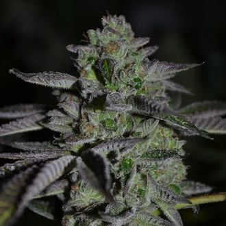 Chempie (Ripper Seeds) feminisiert