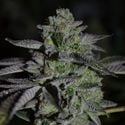 Chempie (Ripper Seeds) feminized