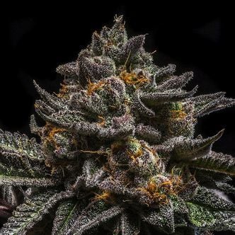 Brain Cake (Ripper Seeds) feminisiert