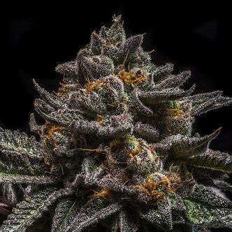 Brain Cake (Ripper Seeds) feminized