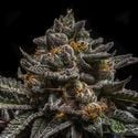 Brain Cake (Ripper Seeds) feminisiert