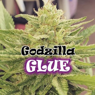 Godzilla Glue (Dr. Underground) feminisiert