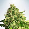 Auto Cannabis Light (Ministry of Cannabis) feminized