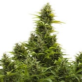 Buddha Medikit Auto (Buddha Seeds) feminized