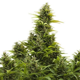 Medikit Auto (Buddha Seeds) feminized