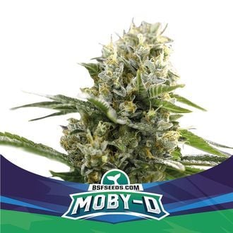 Moby-D XXL Auto (BSF Seeds) feminized