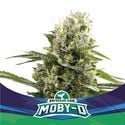 Moby-D XXL Auto (BSF Seeds) feminisiert