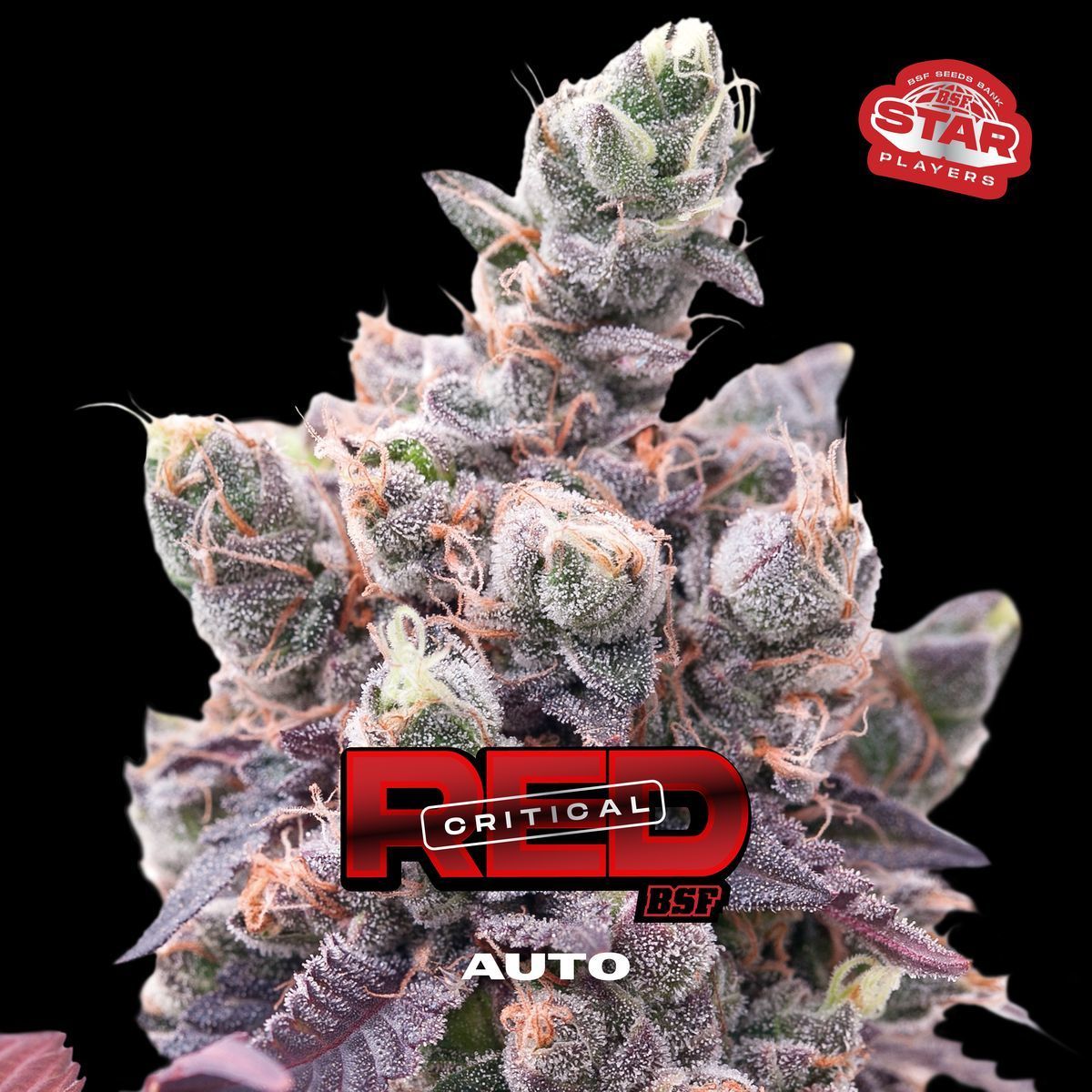 Critical+ Plus Auto (Pev Seeds)