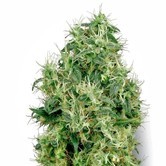 White Gold (White Label) feminized