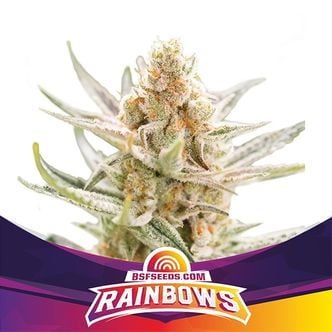 Rainbows (BSF Seeds) feminized
