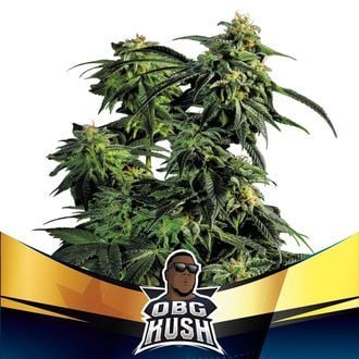 OBG Kush (BSF Seeds) feminisiert