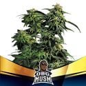 OBG Kush (BSF Seeds) feminized