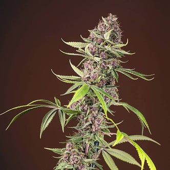 Red Mandarine - F1 Fast Version (Sweet Seeds) feminized