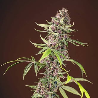 Red Mandarine F1 Fast Version (Sweet Seeds) feminisiert