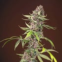 Red Mandarine F1 Fast Version (Sweet Seeds) feminized