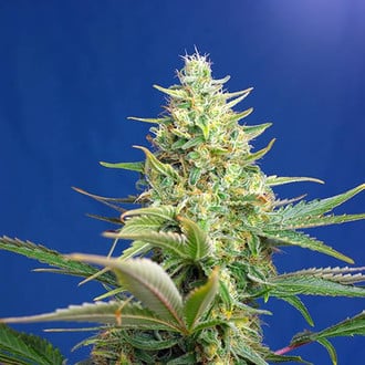 Sweet Pure Auto CBD (Sweet Seeds) feminisiert