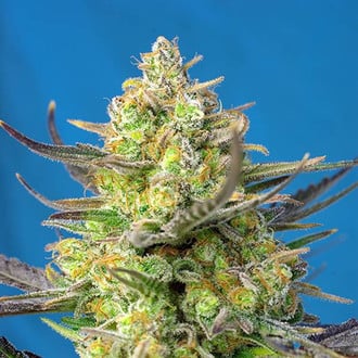 Sweet Cheese XL Auto (Sweet Seeds) feminisiert