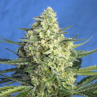 Jack 47 XL Auto (Sweet Seeds) feminized