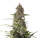 Prima Holandica (Super Sativa Seed Club) regulär