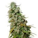 Kees’ Old School Haze (Super Sativa Seed Club) regulär