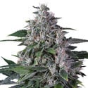 Karel's Haze (Super Sativa Seed Club) regulär