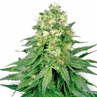 White Widow (White Label) feminisiert