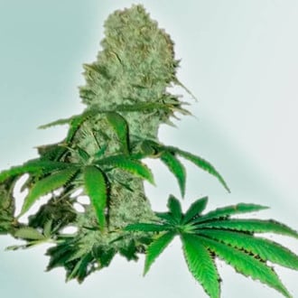 Cure CBD (VIP Seeds) feminisiert