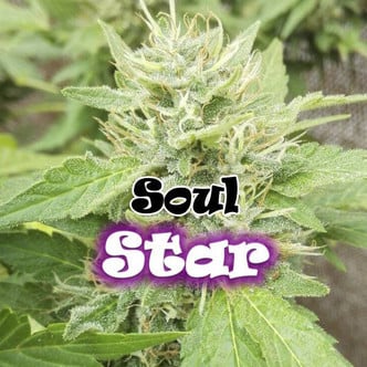 Soul Star (Dr. Underground) feminized