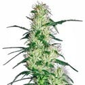 Purple Haze (White Label) feminized